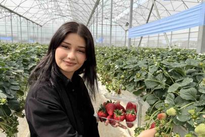 Tarsus’ta topraksız tarımda ilk çilek hasadı yapıldı