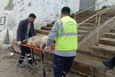 Tekirdağ sahiline ölü caretta caretta vurdu