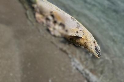 Tekirdağ’da yunus ölüsü bulundu