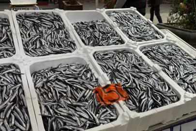 Tezgahlarda hamsinin son günleri: Kilosu 150 liradan satılıyor