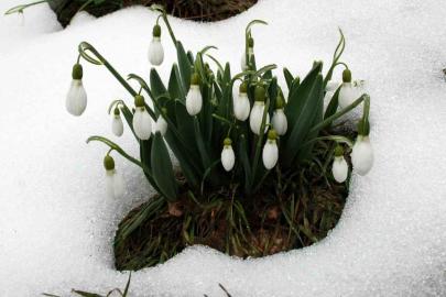 Toros kardeleni için kontrollü üretim ve ihracat modeli sürdürülüyor