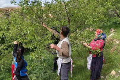 Turfanda çağla hasadı erken başladı