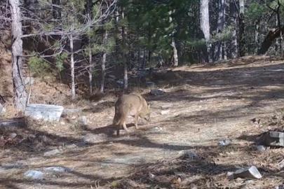 Uludağ’da Altın Çakallar fotokapana yakalandı