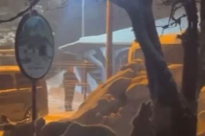 Uludağ’da kış uykusundan uyanan ayı ailesi yemek için Sarıalan’a indi