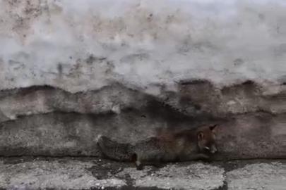 Uludağ’da tilkiye çarpan otomobil sürücüsü yaralı halde bırakıp kaçtı