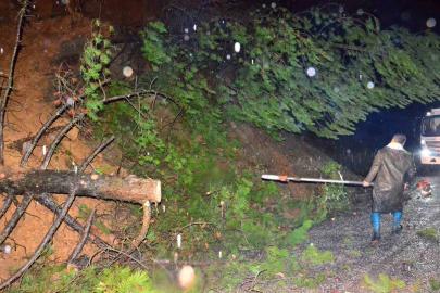 Yağış ağaçları devirdi, yol kısa sürede açıldı