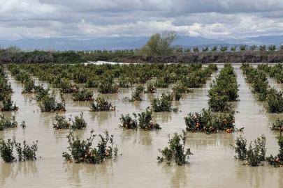 Yağışlar tarım arazilerini vurdu