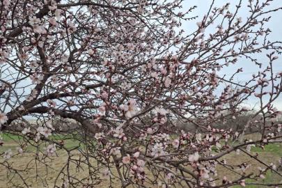 Yalancı bahara aldanan ağaçlar erkenden çiçek açtı