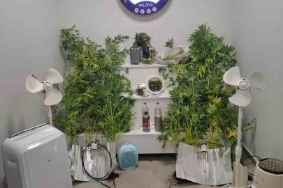 Yalova’da saklandığı evde uyuşturucu yetiştiren hükümlü yakalandı