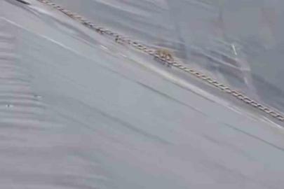 Yapay gölete düşen çakal merdivenle kurtarıldı