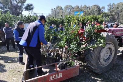 Zirai dondan zarar gören üreticilere fidan desteği