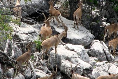 Zirveler karla kaplanınca yaban keçileri yerleşim alanlarına indi