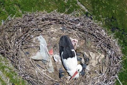 15 yıllık ’komşu’: Leylek ’Ciran’ ailenin maskotu oldu
