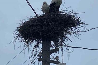 2 aşık leylek geleneği bozmadı