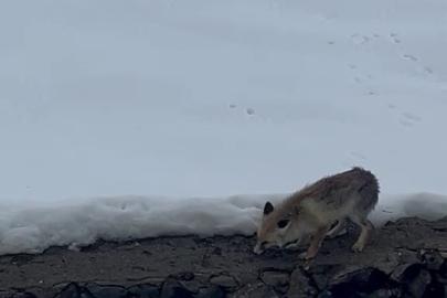 Aç kalan tilkiyi elleriyle besledi