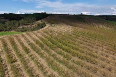 Adana’da dolu kayısı bahçelerini vurdu, çağlalar yere döküldü
