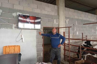 Adanalı üreticiden süt verimi için ilginç yöntem