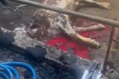 Ahır yandı, 12 büyükbaş hayvan telef oldu