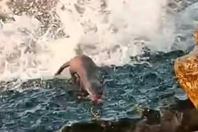 Akçakoca’da görülen su samuru vatandaşları heyecanlandırdı