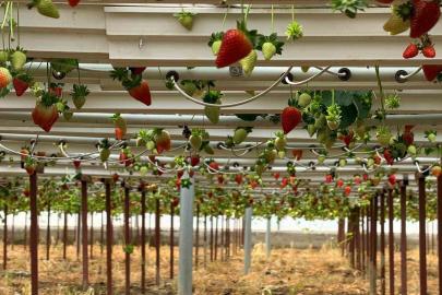 Almanya’da eğitim aldı, Türkiye’de "topraksız" başarıyı yakaladı: Hedef 100 ton çilek