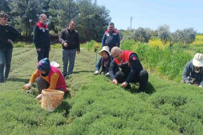 Altınözü’nde zahter hasadı başladı