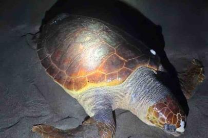 Antalya’da sahilde dev caretta caretta ölü bulundu