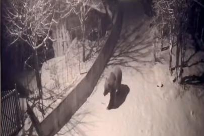 Artvin’de aç kalan ayılar köylere indi