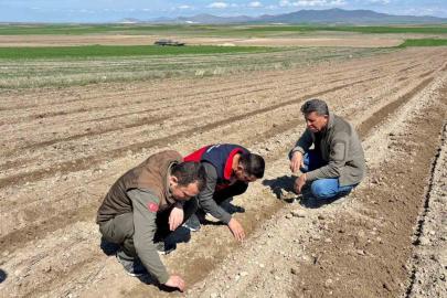 Atıl durumdaki tarım arazilerine ayçiçeği ekimi yapıldı