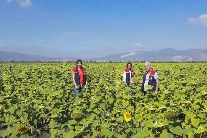 Ayçiçeğinde tohum desteği başladı
