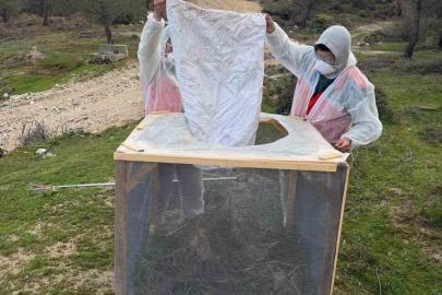 Aydın ormanlarında çam kese böceğine karşı kapsamlı mücadele