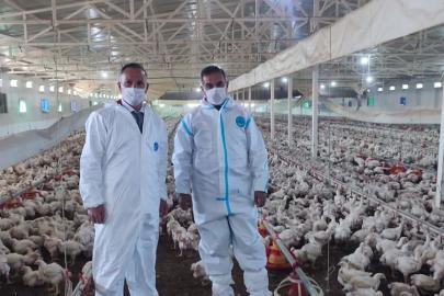 Aydın’da kanatlı üretimi 71 işletmede sürüyor