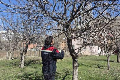 Aydıntepe’de meyve bahçelerinde budama uygulaması sürüyor