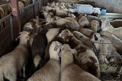 Aydıntepe’de şap hastalığına yönelik NSP ve bağışıklık takibi başlatıldı