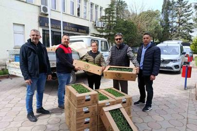 Babaeski’de üreticiye 2 bin kırmızı domates fidesi verildi