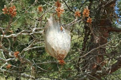 Bafra’da "çam kese böceği" tehlikesi