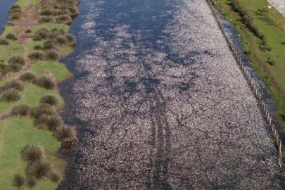 Baharın güzelliği deltada: Su papatyaları ve mandalarıyla ziyaretçilerin ilgi odağı