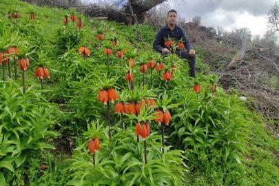 Baharın hüzünlü çiçeği: Doğu ve Güneydoğu Anadolu Bölgesi’nin sembolü ters lale yoğun ilgi görüyor