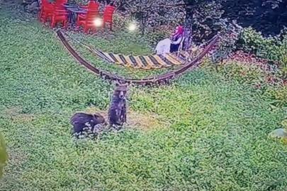 Bahçeye giren yavru ayılar kamerada