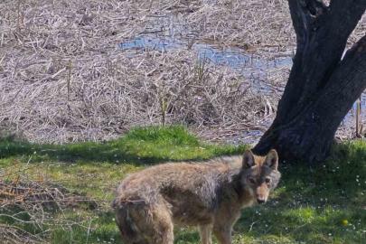 Balık tutmaya giderken kurtla karşılaştılar