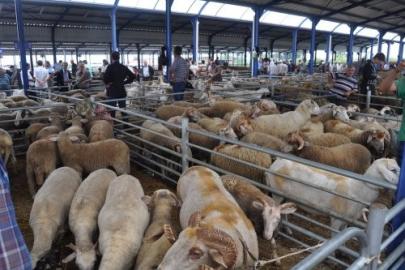 Balıkesir’de Kurban Bayramı öncesi şap alarmı: Hayvan pazarları kapatıldı