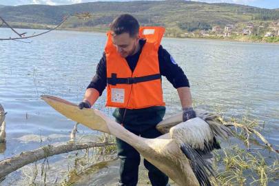 Barajda mahsur kalan pelikan böyle kurtarıldı