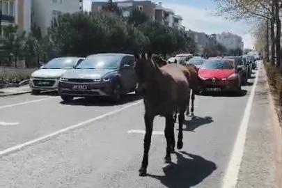 Başıboş atlar şehirde yolları mesken tuttu
