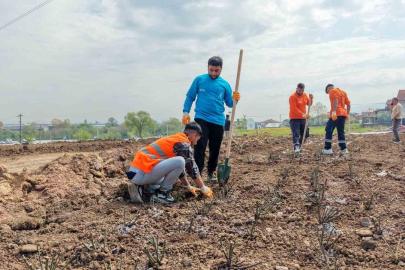 Başiskele’de 15 bin gül fidanı toprakla buluşuyor