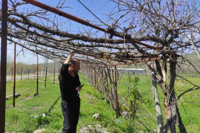 Batman’da ani hava değişimleri meyve bahçelerini vurdu
