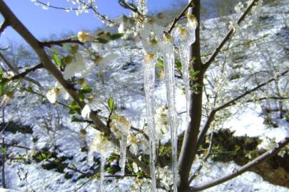 Bayburt’ta zirai don tehlikesi devam ediyor