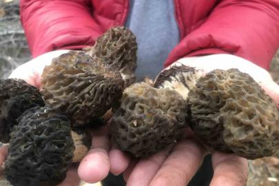 Bin 800 rakımlı dağlardan toplanıp kilosu bin 500 liradan satılıyor