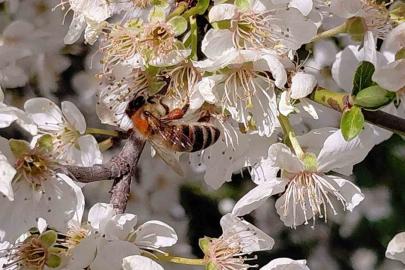 Bolu’da baharın gelmesiyle arılar harekete geçti