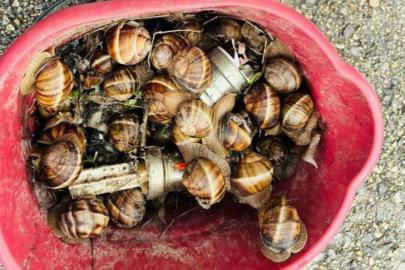 Bolu’da kaçak toplanan 16 kilogram salyangoz ele geçirildi