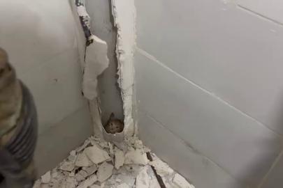 Boruda mahsur kalan kedi duvar kırılarak kurtarıldı