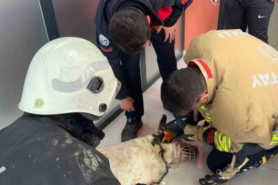 Boynuna zincir sıkışan köpeğin imdadına itfaiye yetişti